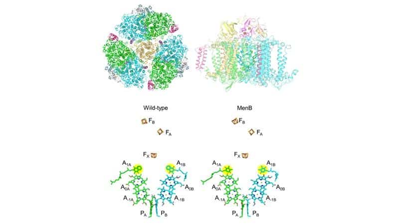 New Breakthrough Sheds Light on the Evolution and Adaptability of Photosynthetic Organisms